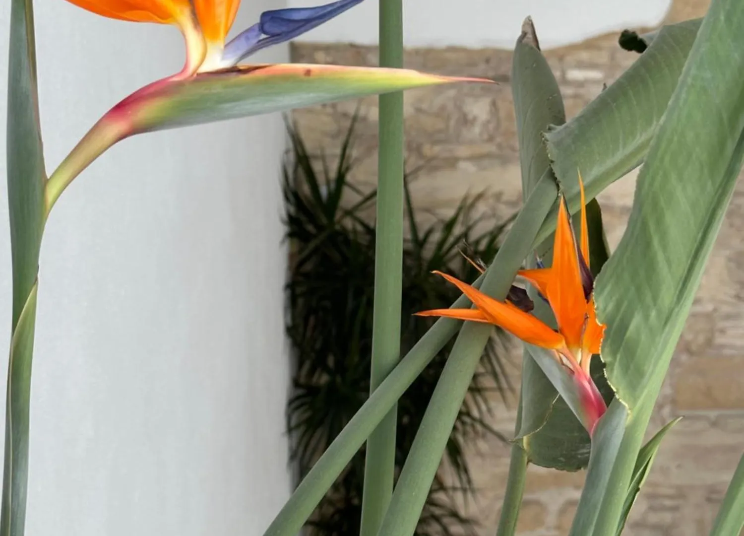 Casa Nuna Modern Loft With Private Garden Terrace Jerez de la Frontera Španělsko
